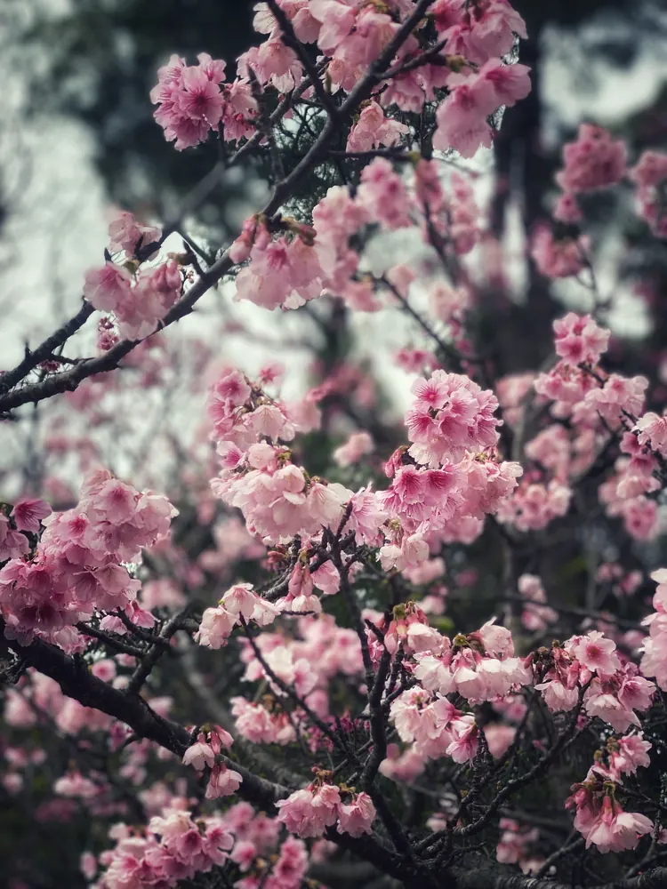 Cherry blossoms in Okinawa, Japan