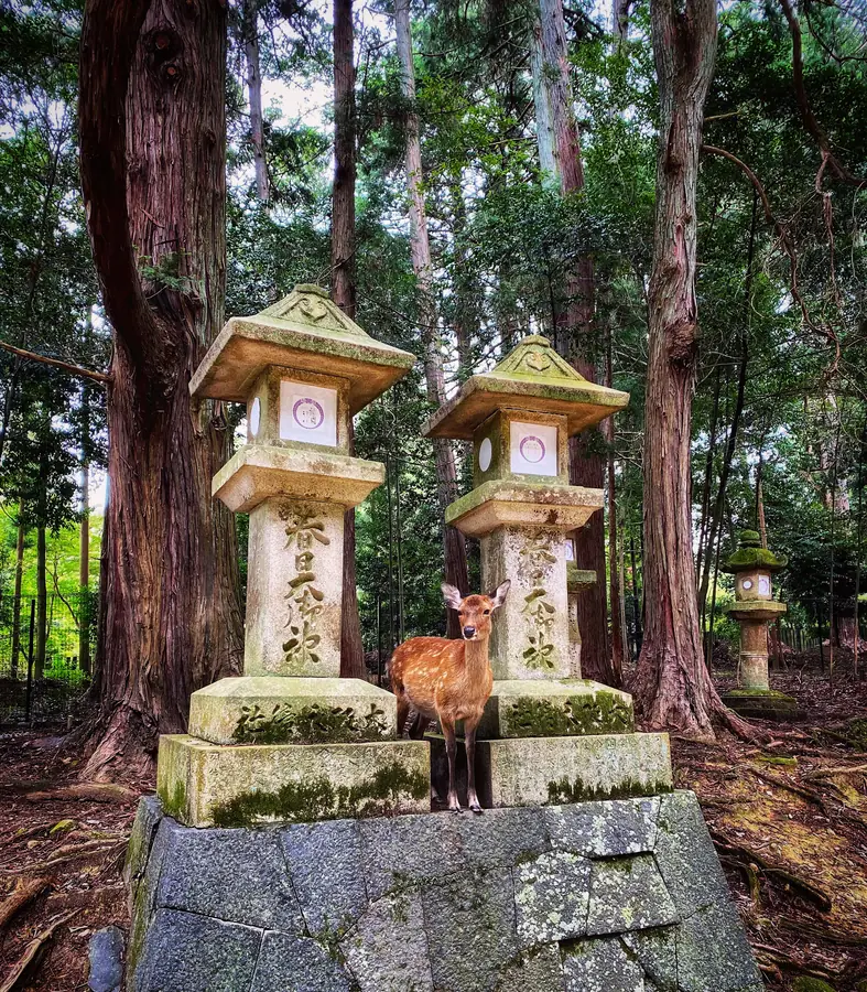 Deer at a shrine in Nara, Japan