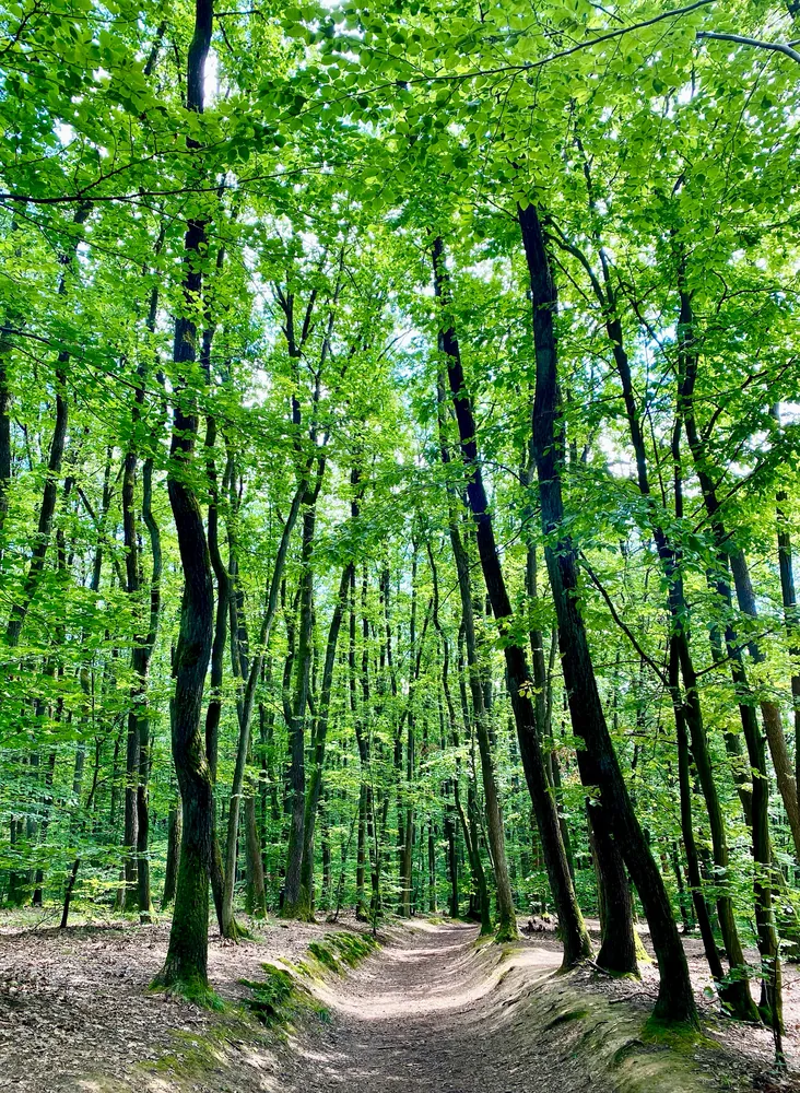 Sunlit path through a green forest in Bavaria, Germany