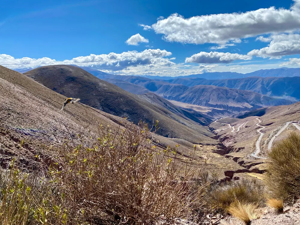 Winding road descending through the arid Andes at Cuesta de Lipán, Argentina