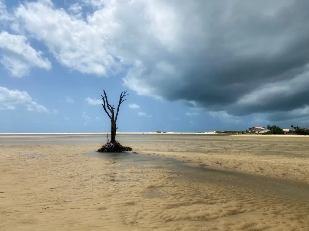 Lone tree beneath storm clouds at the Ceará-Mirim River estuary, Brazil