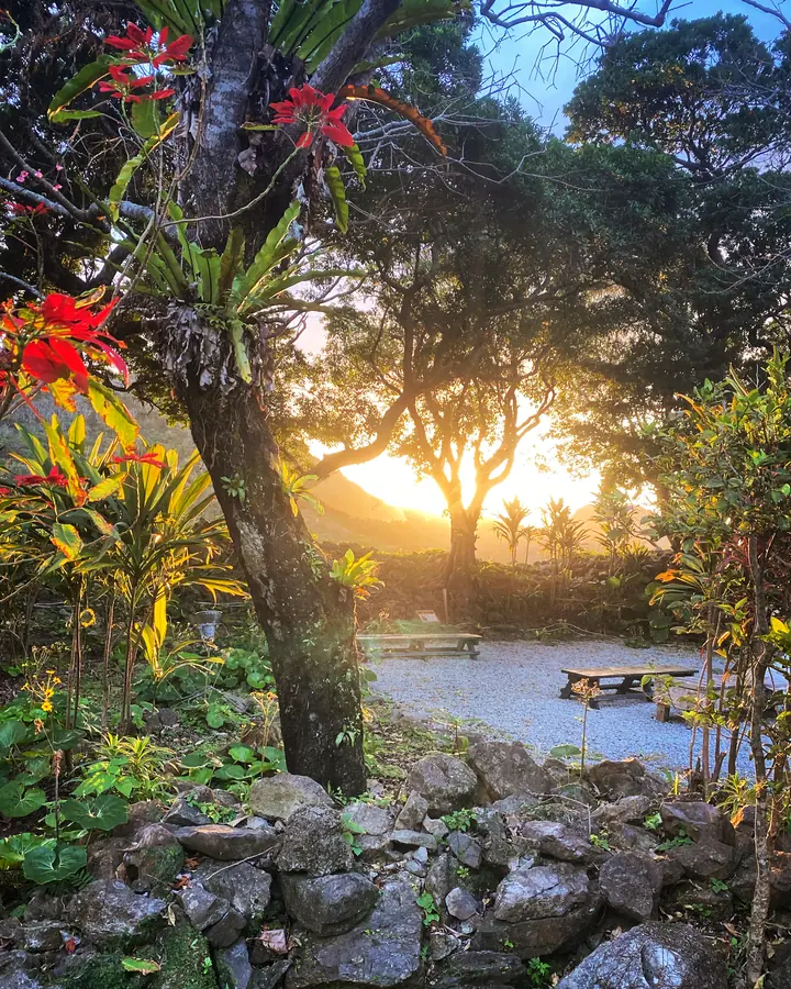 Evening light through the trees in Nakijin, Okinawa, Japan