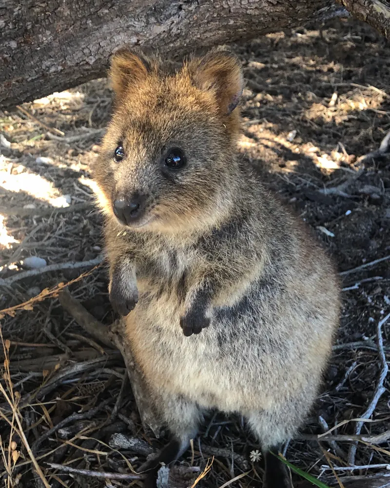 Quokka on Rottnest Island, Western Australia